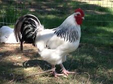 Light sussex chicken for sale  New Boston