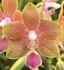 Phalaenopsis kuntrarti rarasha for sale  Bogalusa