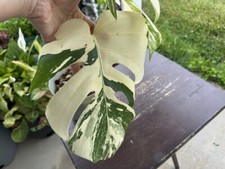 Monstera albo variegated for sale  Newton