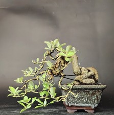 Bonsai shohin eleagno usato  Cison di Valmarino