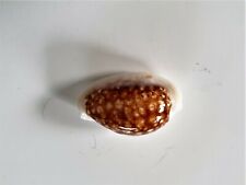 Superbe cypraea cribraria d'occasion  Mandelieu-la-Napoule