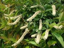 Itea virginica hardy for sale  PAIGNTON
