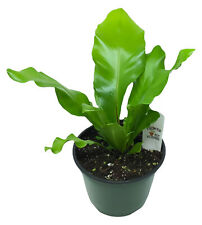 Flowerpotnursery japanese bird for sale  Loranger