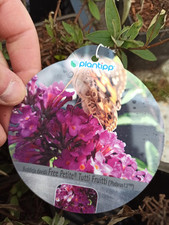 Schmetterlingsflieder tutti fr gebraucht kaufen  Wiesmoor