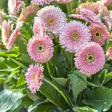 Easy grow gerbera for sale  San Marcos