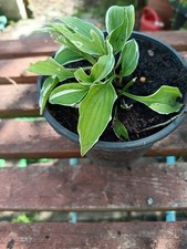 Hosta hush puppy for sale  ABERAERON