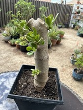 Jade plant crassula for sale  Van Nuys
