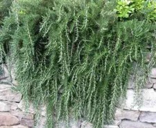 Herb plants garden for sale  WORKSOP