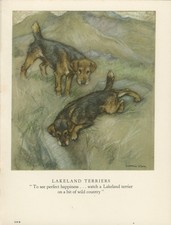 Lakeland terrier dogs for sale  COLEFORD