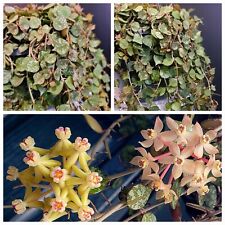 Hoya curtisii. lemony for sale  NOTTINGHAM