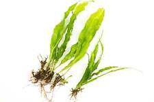 Java fern 100 for sale  MARKET RASEN