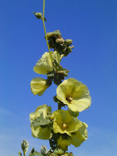 Stock bauernrose alcea gebraucht kaufen  München