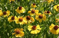Helenium wesergold .g.m. for sale  BELPER