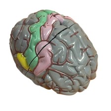Somso vintage brain for sale  Fort Collins