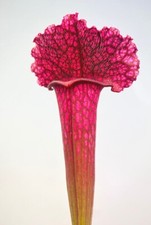 Sarracenia juthatip soper usato  Montorio al Vomano