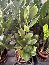 Raven plant fully for sale  Garden Grove