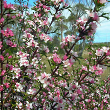 Boronia anemonifolia aromatic for sale  UCKFIELD