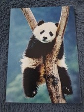 Süße Tier Postkarte Pandabär sitzt im Baum Panda Postkarte Panda Bear Postcard comprar usado  Enviando para Brazil