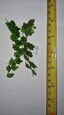 Ficus quercifolia cutting for sale  DUNFERMLINE