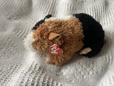 Teddy guinea pig for sale  ILFRACOMBE