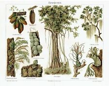 Epiphyten farne ficus gebraucht kaufen  Kassel