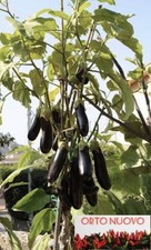 150 semi solanum usato  Campo Calabro
