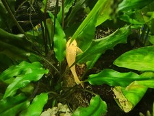 Bristlenose pleco tropical for sale  BIRMINGHAM