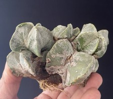cactus v6 d'occasion  Aire-sur-l'Adour