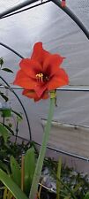 Red lion amaryllis for sale  Winter Haven