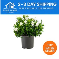 Gallon frostproof gardenia for sale  Wildomar