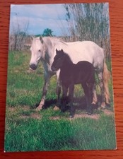 Chevaux camargue pays d'occasion  Dombasle-sur-Meurthe