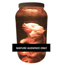 Fetal pig siamese for sale  Valencia