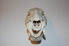 Real animal skull for sale  Sahuarita
