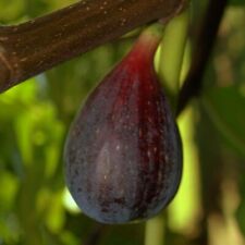 Pianta fico melanzana usato  Italia