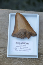 Wow genuine megalodon for sale  UK