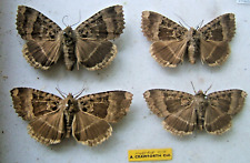 Old lady moth for sale  UK