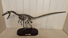 Velociraptor dinosaur skeleton for sale  Slidell