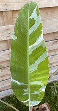Musa florida variegata gebraucht kaufen  Duisburg