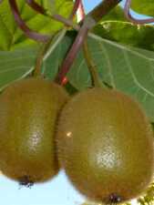 Alberi frutto kiwi usato  Terlizzi