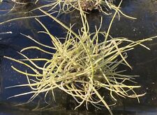 Pack tillandsia recurvata for sale  Ocklawaha