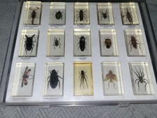 15x insekten sammelbox gebraucht kaufen  Essen