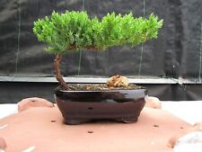 Juniper bonsai tree for sale  Patchogue