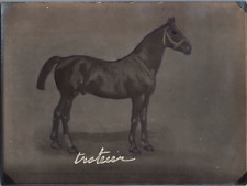 Cheval presbourg trotteur d'occasion  Pagny-sur-Moselle