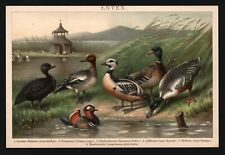 Lithographie anno 1896 gebraucht kaufen  Burgdorf