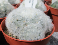 Mammillaria plumosa lovely for sale  BRISTOL