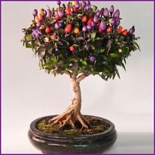 Chili bonsai samen gebraucht kaufen  Willich