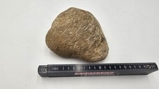 Versteinertes holz kieselholz gebraucht kaufen  Tüßling