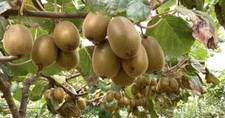 100 golden kiwi for sale  Wilmington