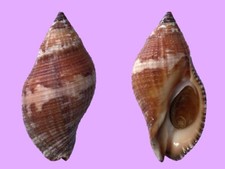 Muricidae nassa serta usato  Roma