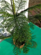 Araucaria heterophylla 100 gebraucht kaufen  Nordkirchen